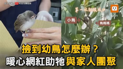 撿到鳥運勢|【撿到鳥運勢】撿到鳥竟能帶來超旺盛財運？原來背後吉兆藏著驚。